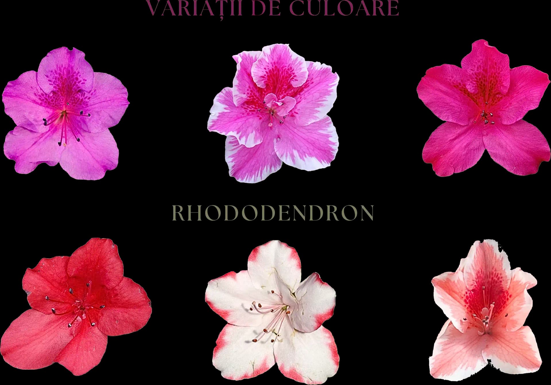 Photos by Ilinca Fronea