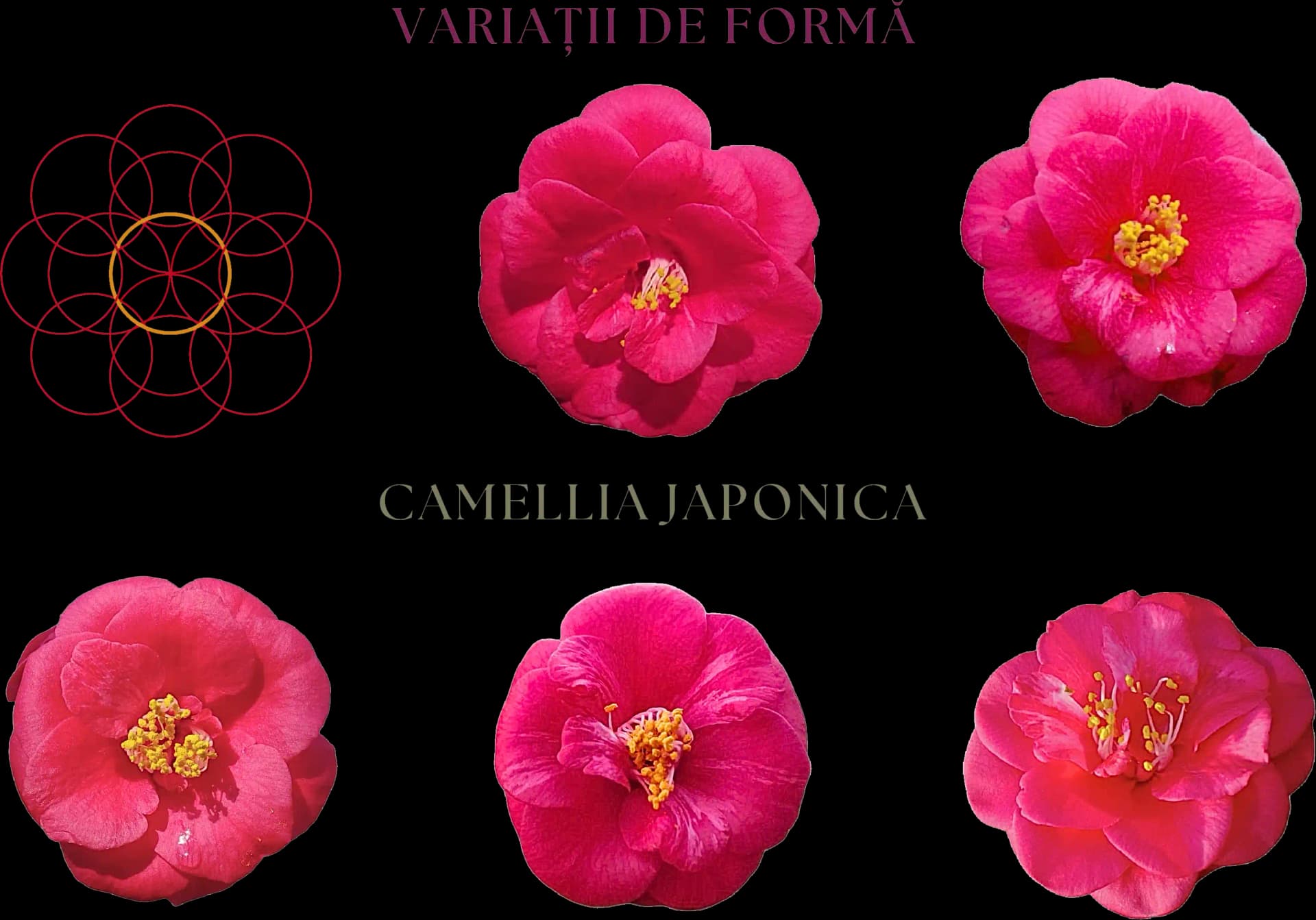 Photos by Ilinca Fronea