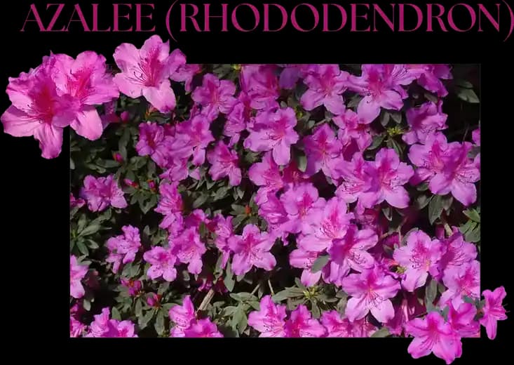 azalee-v1-(2).webp