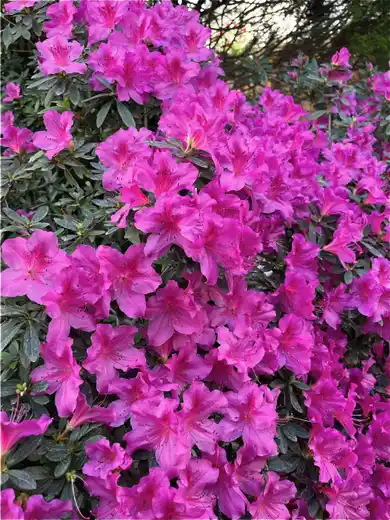 photo by Ana-Maria Ionescu